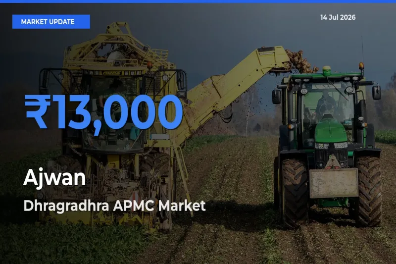 Market Watch: Dhragradhra APMC Becomes Top Mandi for Ajwan