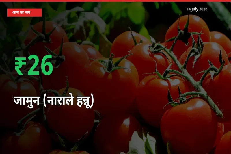 स्थानीय मंडी में जामुन (नाराले हन्नू) के दाम अचानक 25.75% उछले, किसान सतर्क