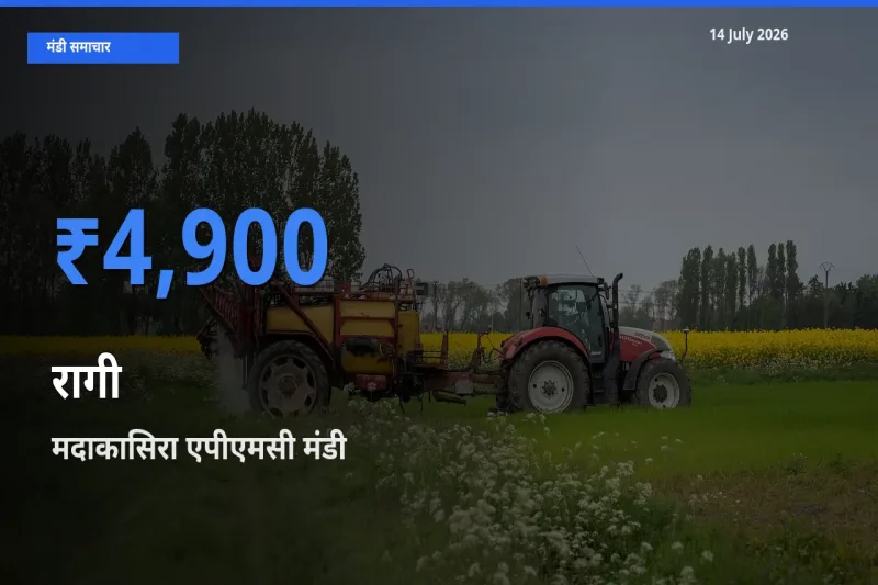 मदाकासिरा एपीएमसी मंडी में रागी ₹4,900 पर पहुँचा – आज का सर्वोच्च भाव