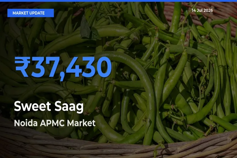 Noida APMC Tops Sweet Saag Mandi Rates Today