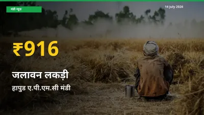 हापुड ए.पी.एम.सी में जलावन लकड़ी ₹916 पर पहुँचा – अब तक का उच्चतम भाव