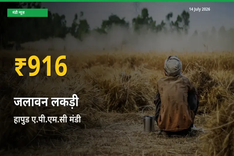 हापुड ए.पी.एम.सी में जलावन लकड़ी ₹916 पर पहुँचा – अब तक का उच्चतम भाव
