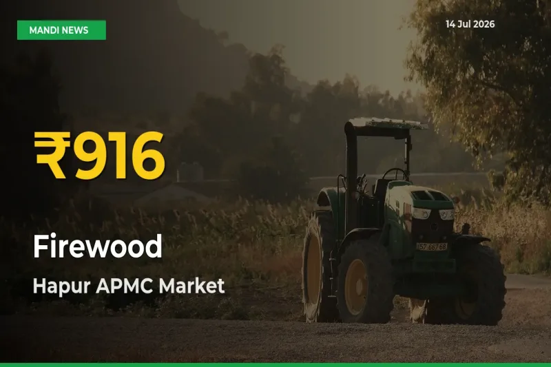 Firewood Hits Fresh High in Hapur APMC Today