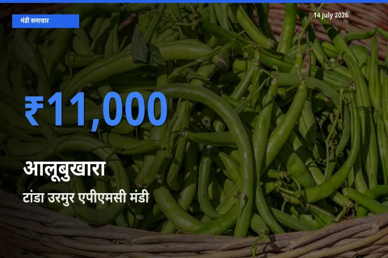 टॉप मंडी बना टांडा उरमुर एपीएमसी! आलूबुखारा के सबसे ऊँचे दाम यहीं दर्ज