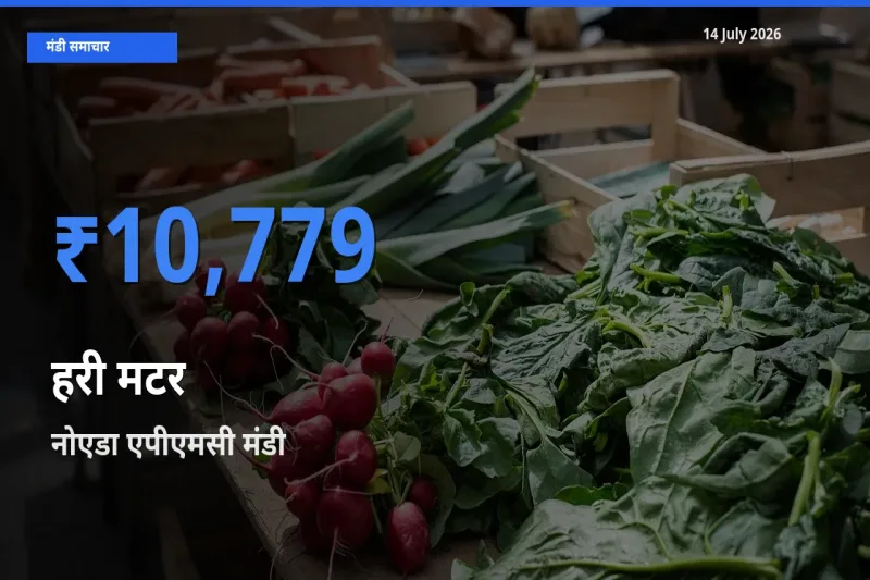 आज हरी मटर के सबसे ज़्यादा दाम नोएडा एपीएमसी मंडी में दर्ज