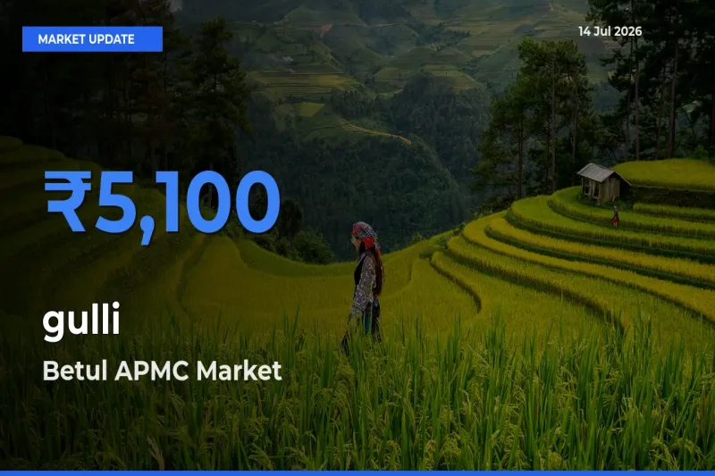 Betul APMC Offers ₹5,100 – Highest gulli Rate Today