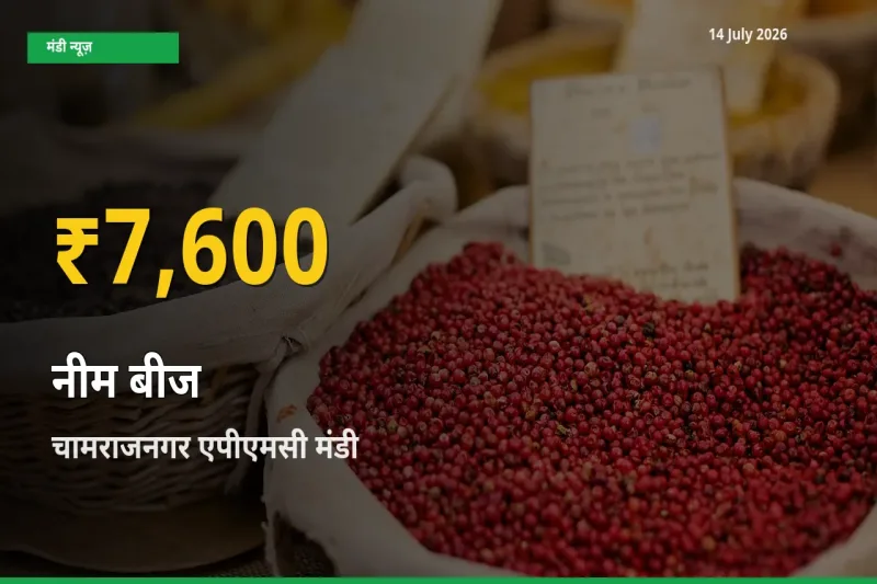 किसानों के लिए खुशखबरी! चामराजनगर एपीएमसी में नीम बीज के दाम रिकॉर्ड स्तर पर