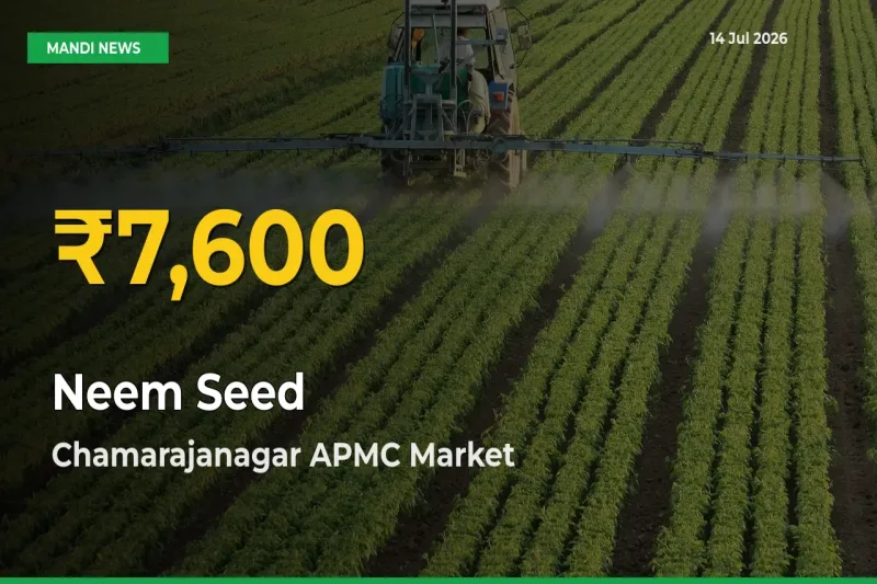 Neem Seed Hits Fresh High in Chamarajanagar APMC Today