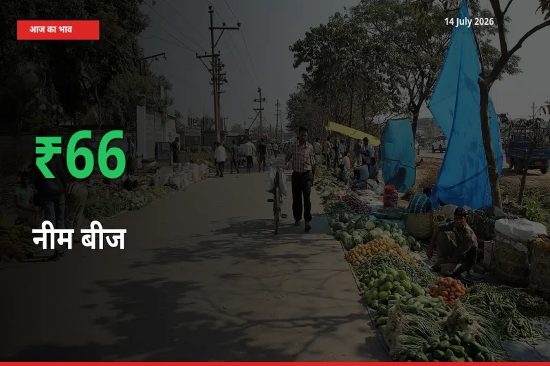 14 July अपडेट: नीम बीज के दाम मंडी में 66.21% उछले