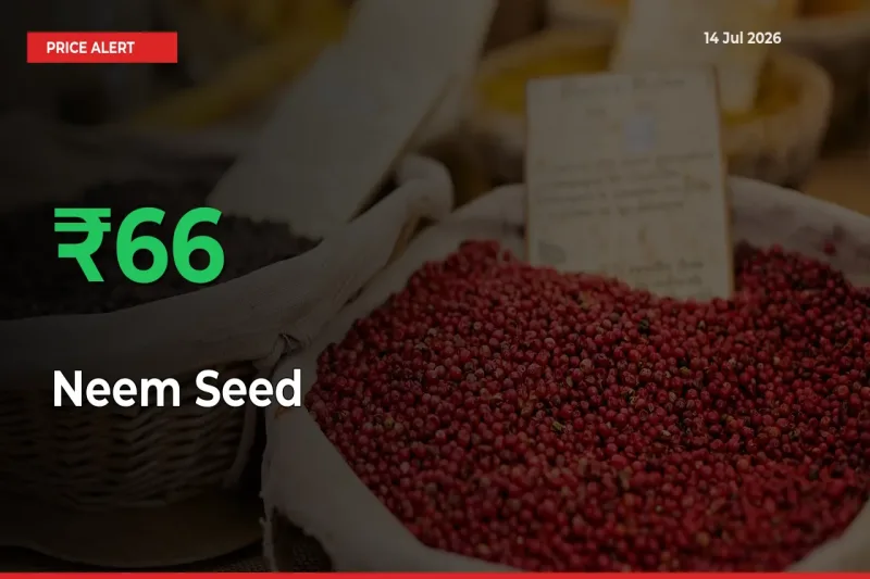 66.21% Spike in Neem Seed Prices – Mandi Sees Sudden Rally