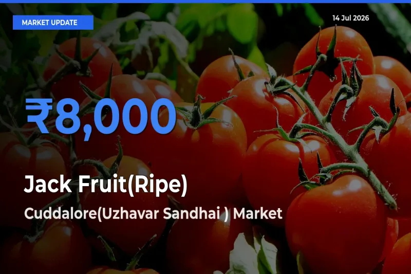 Farmers Prefer Cuddalore(Uzhavar Sandhai ) as Jack Fruit(Ripe) Hits Highest Rate