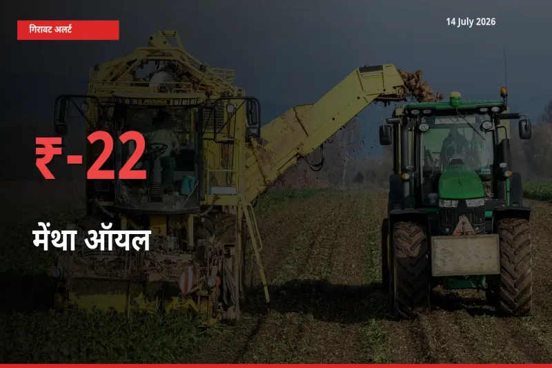 मेंथा ऑयल के दाम प्रमुख मंडी में 22.11% गिरे, 24 घंटे में बड़ा बदलाव