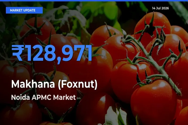 Noida APMC Offers ₹128,971 – Highest Makhana (Foxnut) Rate Today