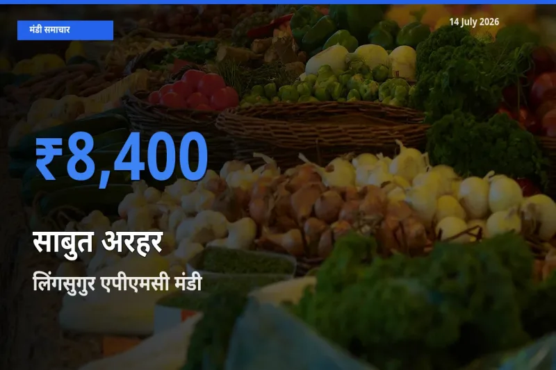 आज साबुत अरहर के सबसे ऊँचे दाम ₹8,400 लिंगसुगुर एपीएमसी मंडी में