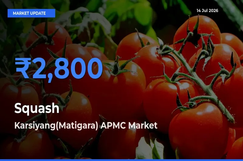 Karsiyang(Matigara) APMC Leads as Top Mandi for Squash Prices