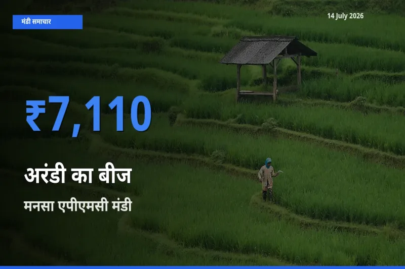 आज अरंडी का बीज के सबसे ऊँचे दाम ₹7,110 मनसा एपीएमसी मंडी में
