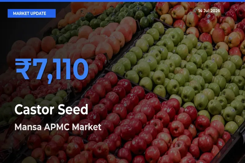Mansa APMC Tops Castor Seed Mandi Rates Today