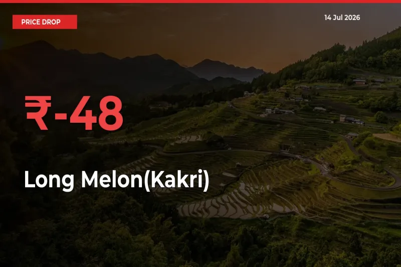 Sharp Fall! Long Melon(Kakri) Prices Plunge 48.07% in a Day at Key Mandis