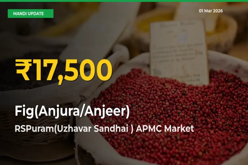 Fresh Record! Fig(Anjura/Anjeer) Price Climbs to New High in RSPuram(Uzhavar Sandhai ) APMC