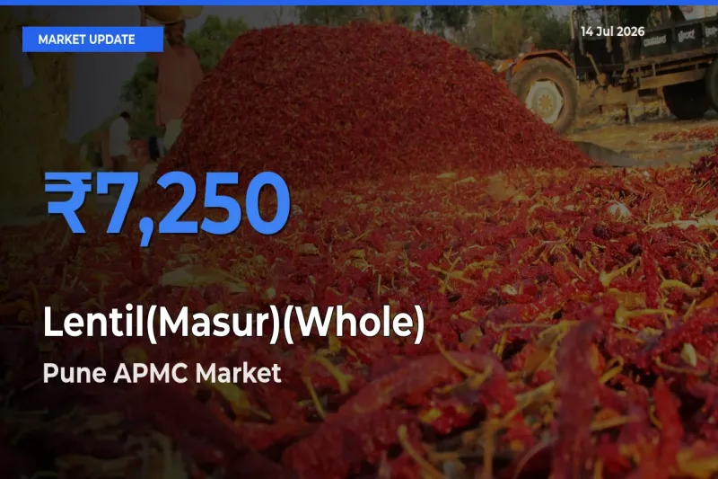 Pune APMC Leads as Top Mandi for Lentil(Masur)(Whole) Prices