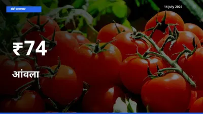 आंवला के दाम कई मंडियों में एक जैसे बदले, बाज़ार में बड़ा ट्रेंड साफ