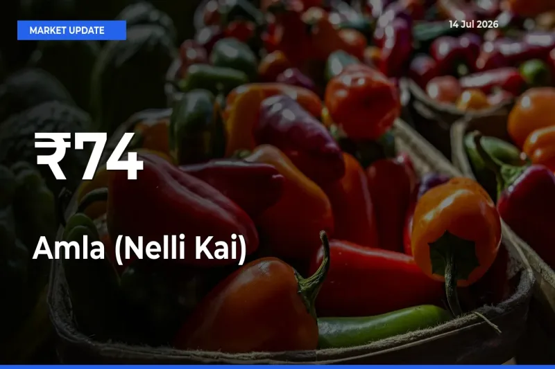 Amla (Nelli Kai) Rates Show Broad Movement Across 74+ Mandis