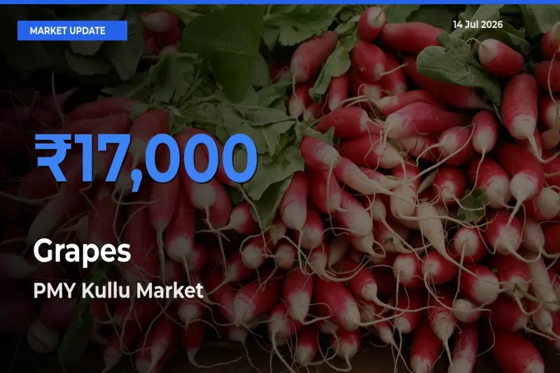 Farmers Prefer PMY Kullu as Grapes Hits Highest Rate