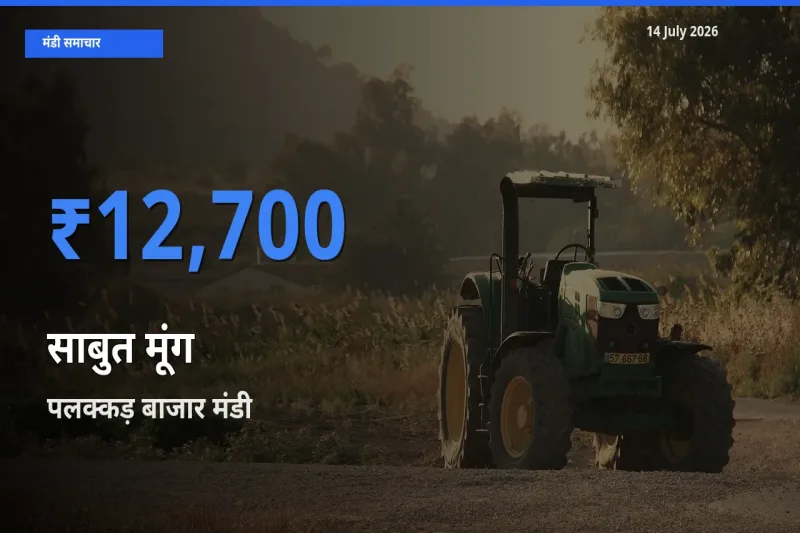 पलक्कड़ बाजार मंडी में साबुत मूंग ₹12,700 पर पहुँचा – आज का सर्वोच्च भाव