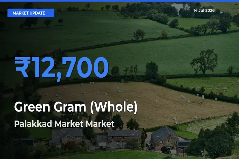 Palakkad Market Tops Green Gram (Whole) Mandi Rates Today