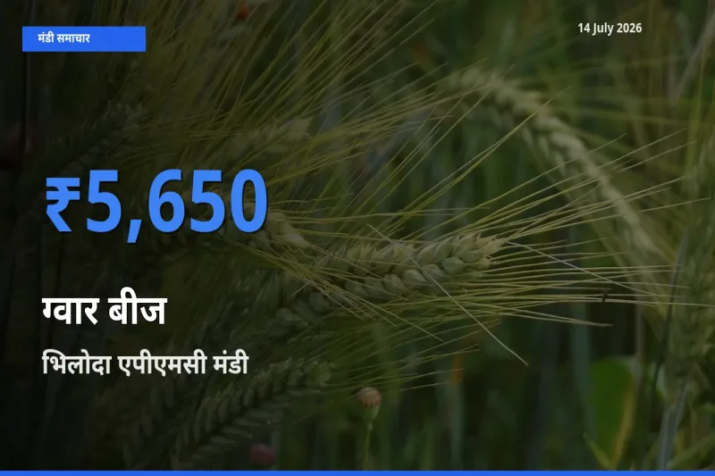 आज ग्वार बीज के सबसे ज़्यादा दाम भिलोदा एपीएमसी मंडी में दर्ज