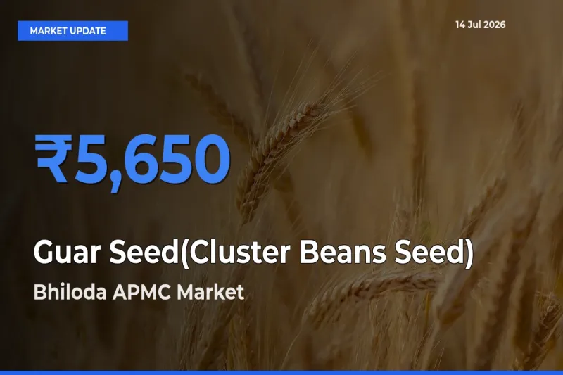 Bhiloda APMC Offers ₹5,650 – Highest Guar Seed(Cluster Beans Seed) Rate Today