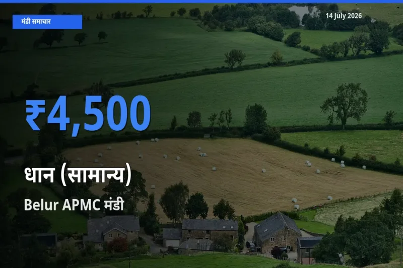 आज धान (सामान्य) के सबसे ज़्यादा दाम Belur APMC मंडी में दर्ज