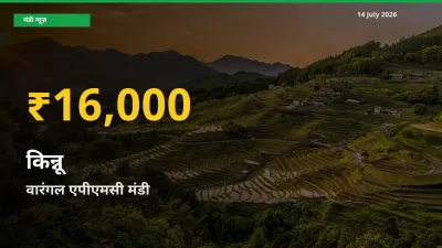 किसानों के लिए खुशखबरी! वारंगल एपीएमसी में किन्नू के दाम रिकॉर्ड स्तर पर