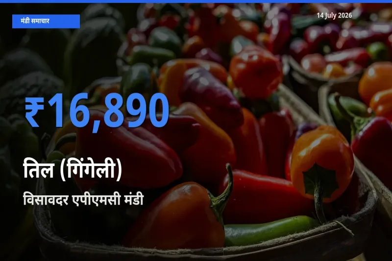 14 July अपडेट: तिल (गिंगेली) के सबसे ऊँचे दाम विसावदर एपीएमसी मंडी में