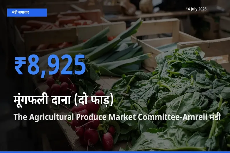 The Agricultural Produce Market Committee-Amreli मंडी में आज मूंगफली दाना (दो फाड़) के सबसे ऊँचे दाम दर्ज