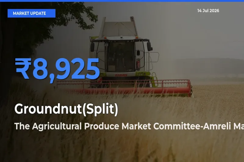 The Agricultural Produce Market Committee-Amreli Records Highest ₹8,925 Rate for Groundnut(Split)