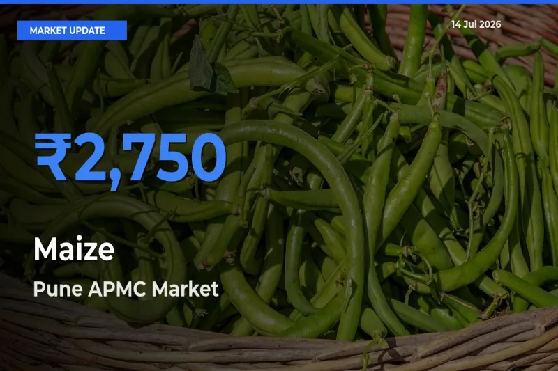 Farmers Prefer Pune APMC as Maize Hits Highest Rate