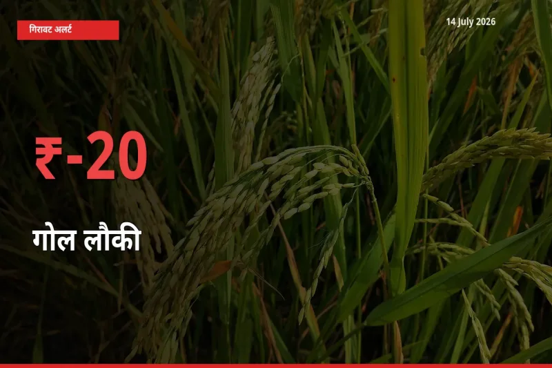 किसानों की चिंता बढ़ी! स्थानीय मंडी में गोल लौकी 20% गिरा