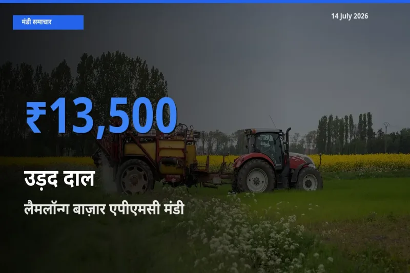किसानों की पसंद बना लैमलॉन्ग बाज़ार एपीएमसी, उड़द दाल के सबसे अच्छे दाम