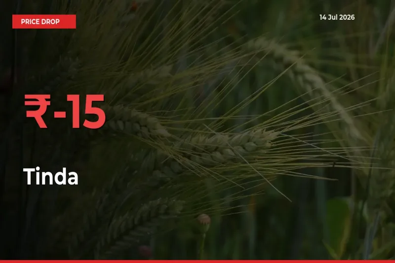 Tinda Prices Drop 15.34% – July 14 Market Update from Mandis