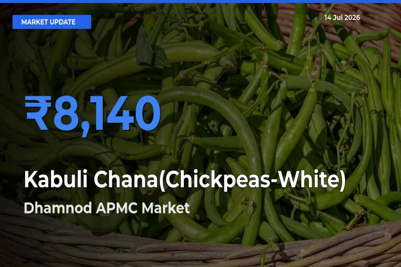 Top Performer! Dhamnod APMC Offers Best Kabuli Chana(Chickpeas-White) Price Today