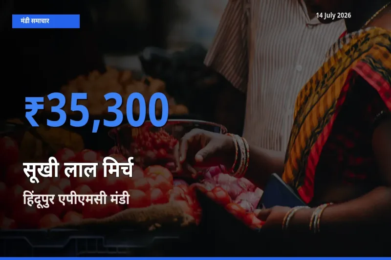 बाज़ार संकेत: हिंदूपुर एपीएमसी बना सूखी लाल मिर्च के लिए आज की टॉप मंडी