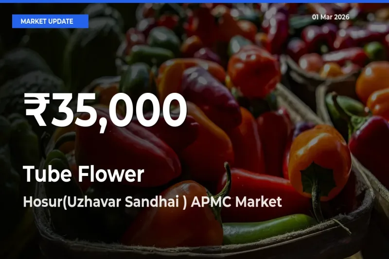 Why Tube Flower Prices Slumped in Hosur(Uzhavar Sandhai ) APMC – 30-Day Low Today
