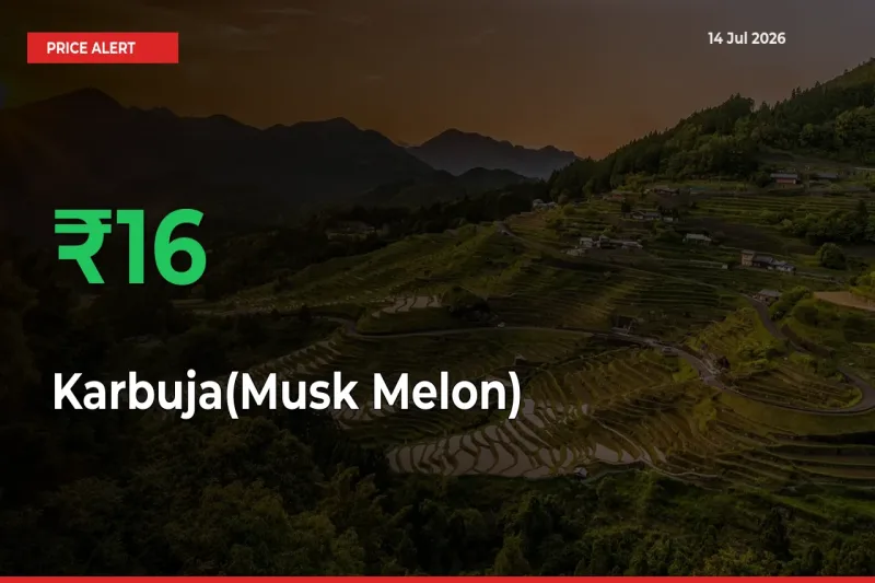 This Mandi Records 16.27% Jump in Karbuja(Musk Melon) Prices