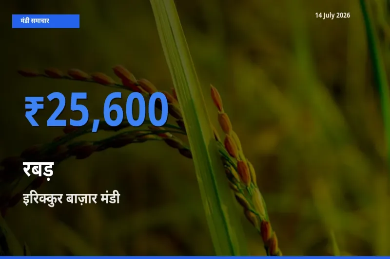 आज का मंडी भाव: रबड़ के सबसे ज़्यादा दाम इरिक्कुर बाज़ार में