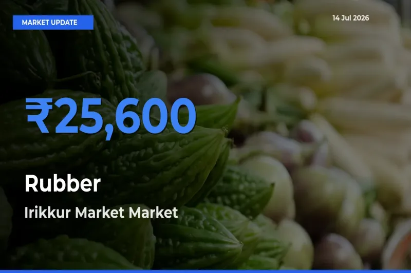 Market Watch: Irikkur Market Becomes Top Mandi for Rubber