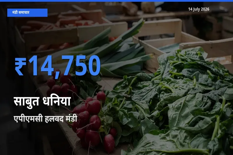 आज का मंडी भाव: साबुत धनिया के सबसे ज़्यादा दाम एपीएमसी हलवद में