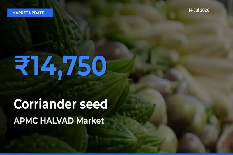 APMC HALVAD Emerges as Top Mandi for Corriander seed Prices Today