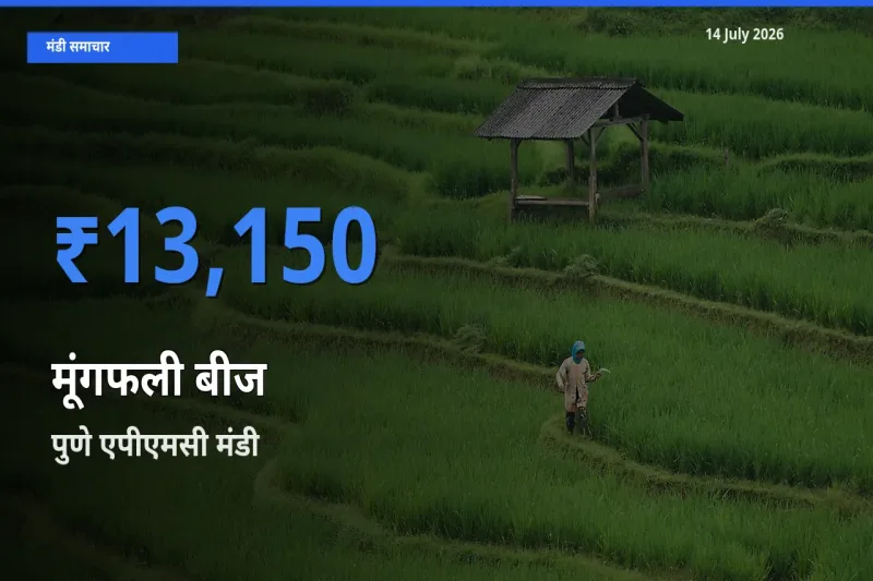 आज का मंडी भाव: मूंगफली बीज के सबसे ज़्यादा दाम पुणे एपीएमसी में