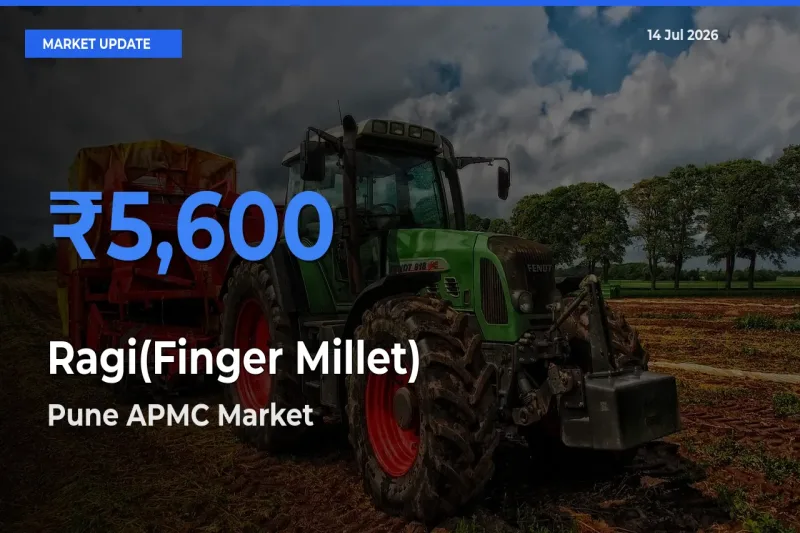 Pune APMC Emerges as Top Mandi for Ragi(Finger Millet) Prices Today